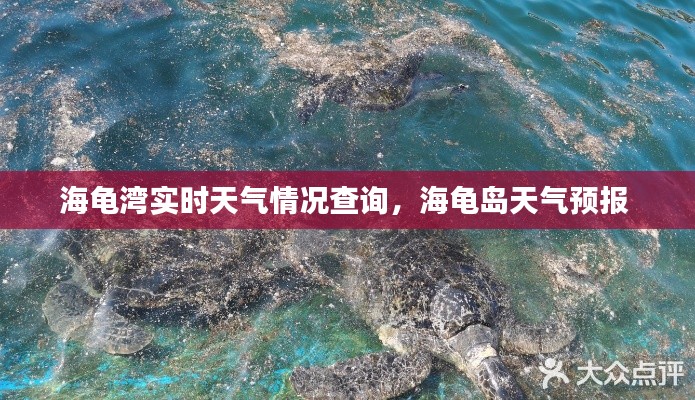 海龜灣實時天氣情況查詢，海龜島天氣預報 