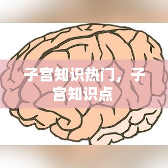 子宮知識熱門，子宮知識點 