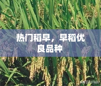 熱門稻早，早稻優(yōu)良品種 