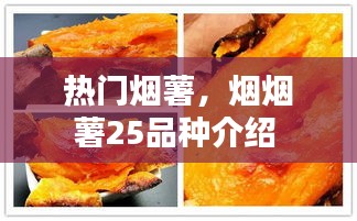 熱門煙薯，煙煙薯25品種介紹 