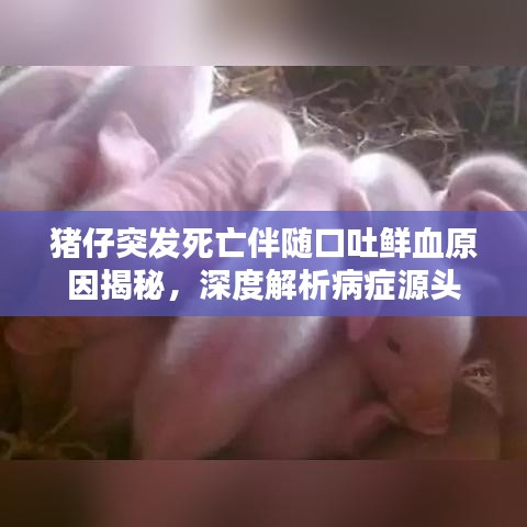 豬仔突發(fā)死亡伴隨口吐鮮血原因揭秘，深度解析病癥源頭