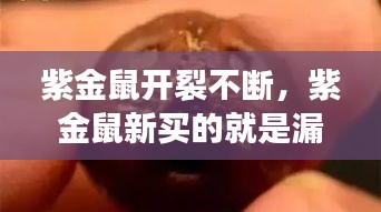 紫金鼠開裂不斷，紫金鼠新買的就是漏的 