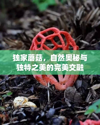 獨家蘑菇，自然奧秘與獨特之美的完美交融