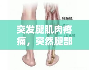 突發(fā)腿肌肉疼痛，突然腿部肌肉 陣痛 