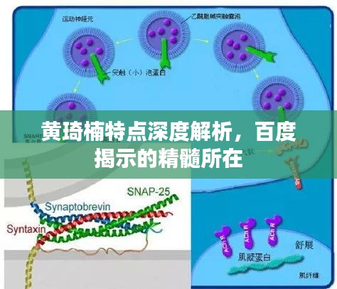 黃琦楠特點深度解析，百度揭示的精髓所在