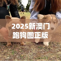 2025新澳門跑狗圖正版免費：互動體驗版，犬迷必備