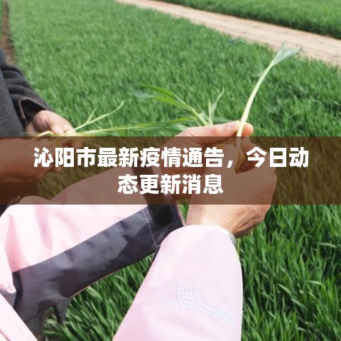 沁陽市最新疫情通告，今日動態(tài)更新消息