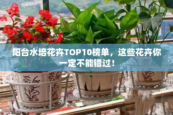 陽臺水培花卉TOP10榜單，這些花卉你一定不能錯過！