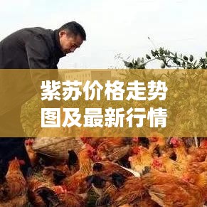 紫蘇價(jià)格走勢(shì)圖及最新行情深度解析