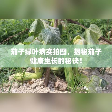 茄子綠葉病實(shí)拍圖，揭秘茄子健康生長(zhǎng)的秘訣！