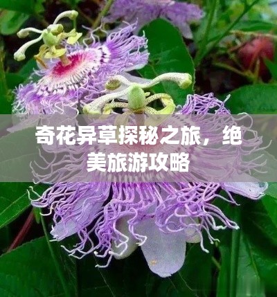 奇花異草探秘之旅，絕美旅游攻略