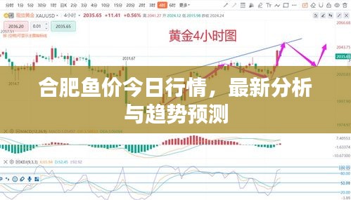 合肥魚價今日行情，最新分析與趨勢預(yù)測