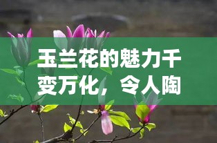 玉蘭花的魅力千變?nèi)f化，令人陶醉！