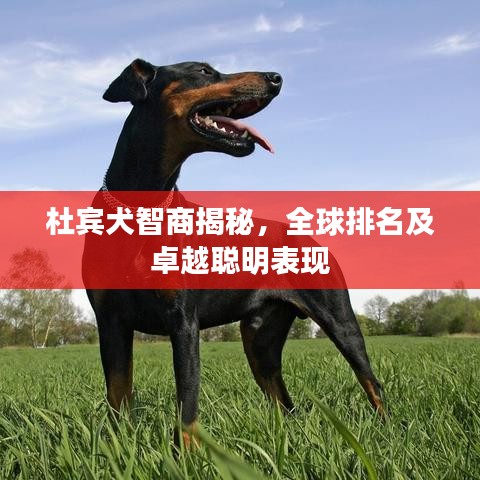 杜賓犬智商揭秘，全球排名及卓越聰明表現(xiàn)