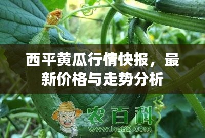 西平黃瓜行情快報，最新價格與走勢分析