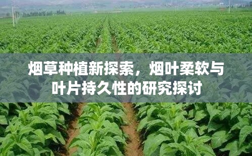 煙草種植新探索，煙葉柔軟與葉片持久性的研究探討