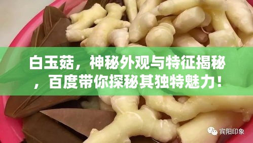 白玉菇，神秘外觀與特征揭秘，百度帶你探秘其獨特魅力！