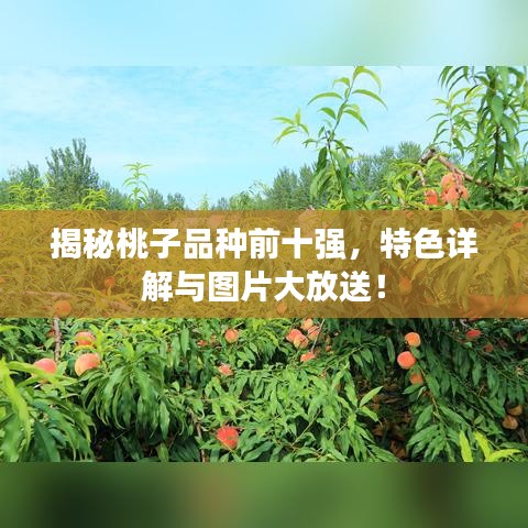 揭秘桃子品種前十強(qiáng)，特色詳解與圖片大放送！