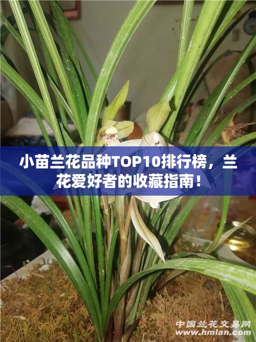 小苗蘭花品種TOP10排行榜，蘭花愛好者的收藏指南！