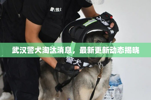 武漢警犬淘汰消息，最新更新動態(tài)揭曉